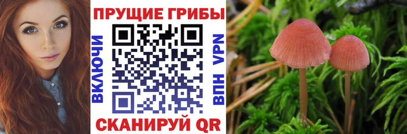 Псилоцибиновые грибы GOLDEN TEACHER  Краснозаводск 